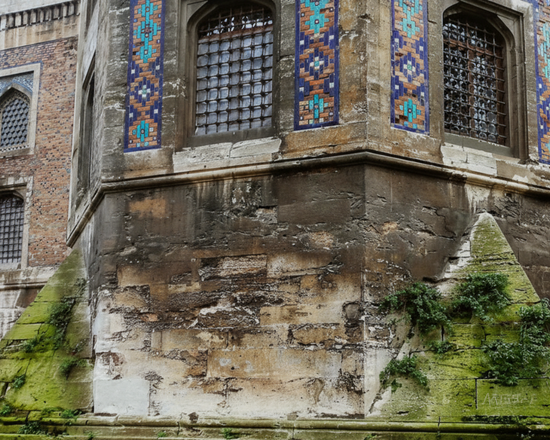 Yosun ve Mantar Temizliği