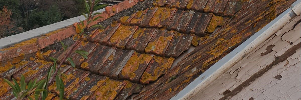 Eco Strip Fungi ile Küf, Yosun, Alg, Mantar Temizliği