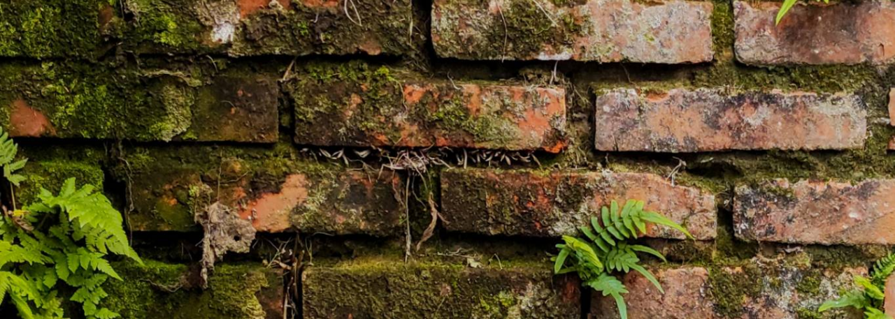 Restorasyon Malzemeleri: Eco Strip Fungi Yosun, Küf, Alg, Mantar Temizliği