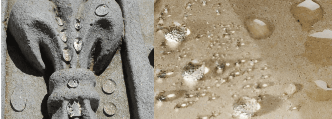 Restora WAL P+ Uygulama 1